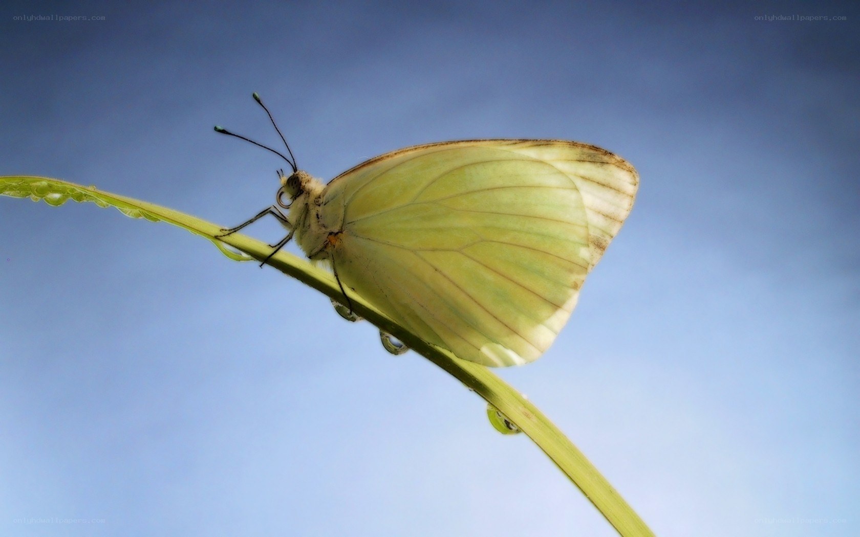 White butterfly on green stem