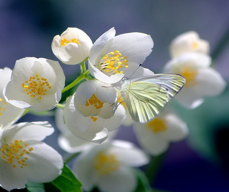White Butterfly on Jasmine — Serene