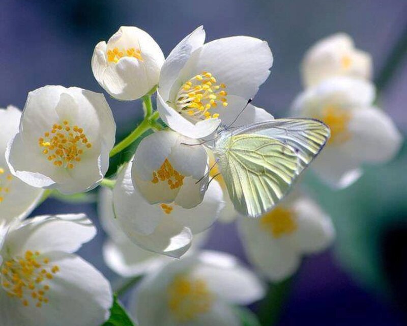 White Butterfly on Jasmine