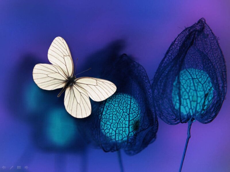 White Butterfly on Lanterns