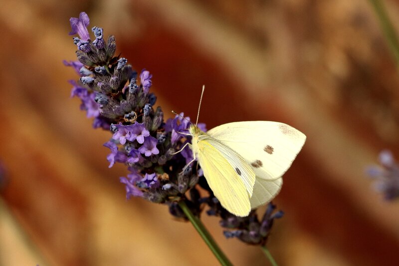 White Butterfly on Lavender — Purple, Calm, Afternoon, Photograph, Lavender Flower