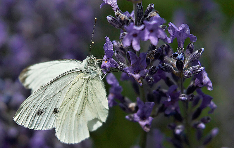 White Butterfly on Lavender — Purple, Calm, Afternoon, Photograph