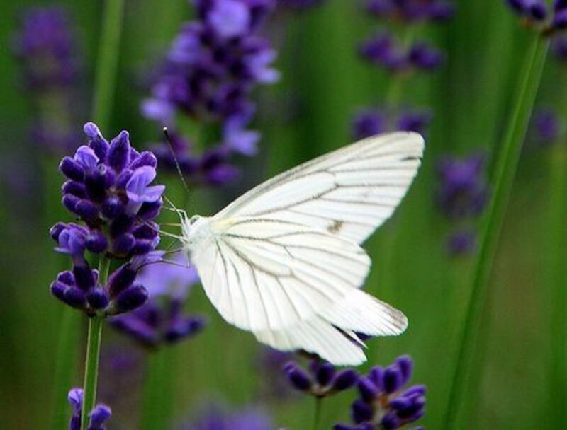 White Butterfly on Lavender — Purple, Calm, Afternoon