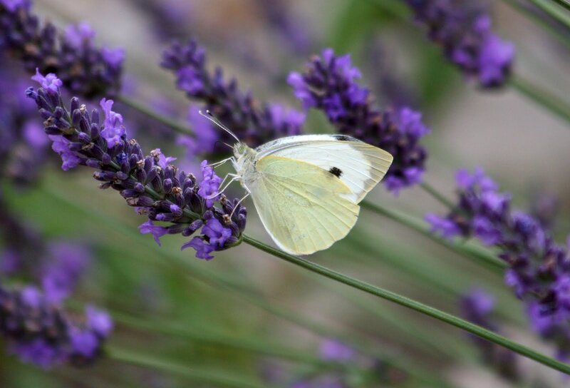 White Butterfly on Lavender — Purple, Calm