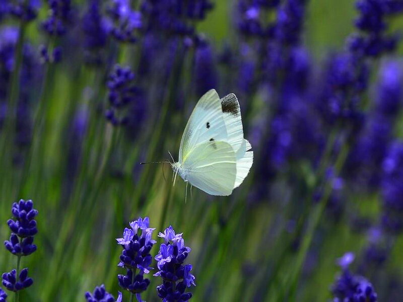 White Butterfly on Lavender — Purple, Serene, Afternoon