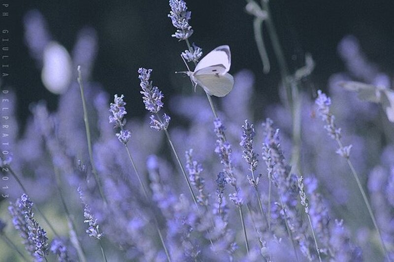 White Butterfly on Lavender — Purple, Serene, Night