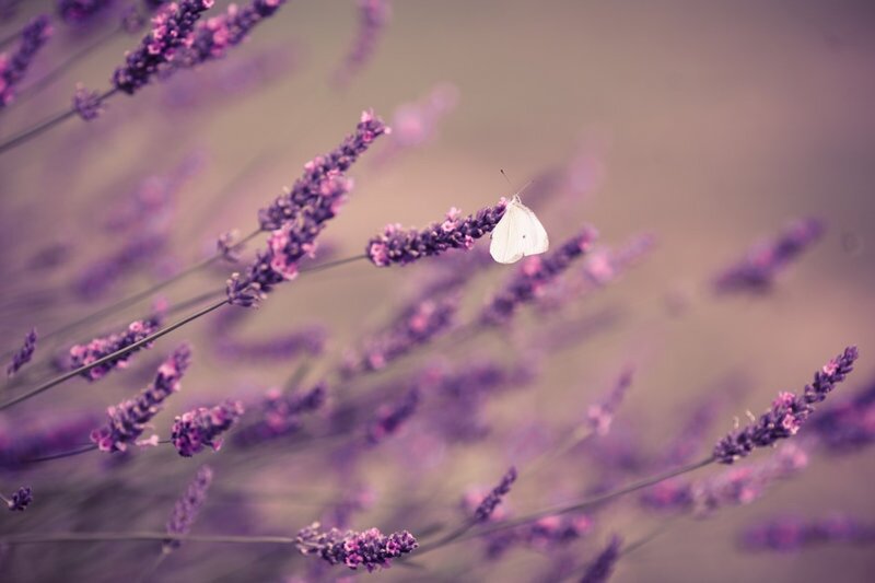 White Butterfly on Lavender — Purple, Serene
