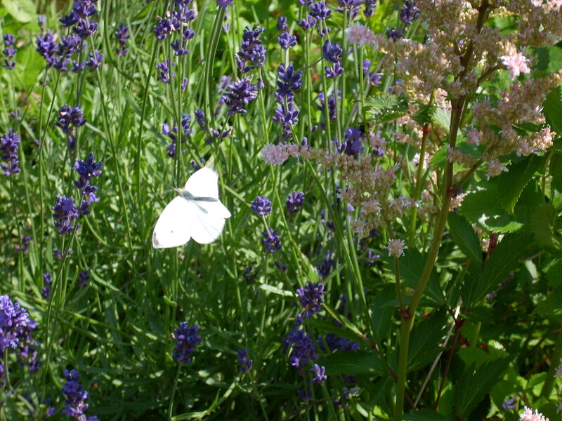 White Butterfly on Lavender — Purple