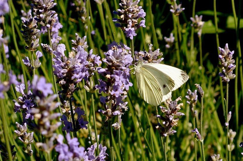 White Butterfly on Lavender