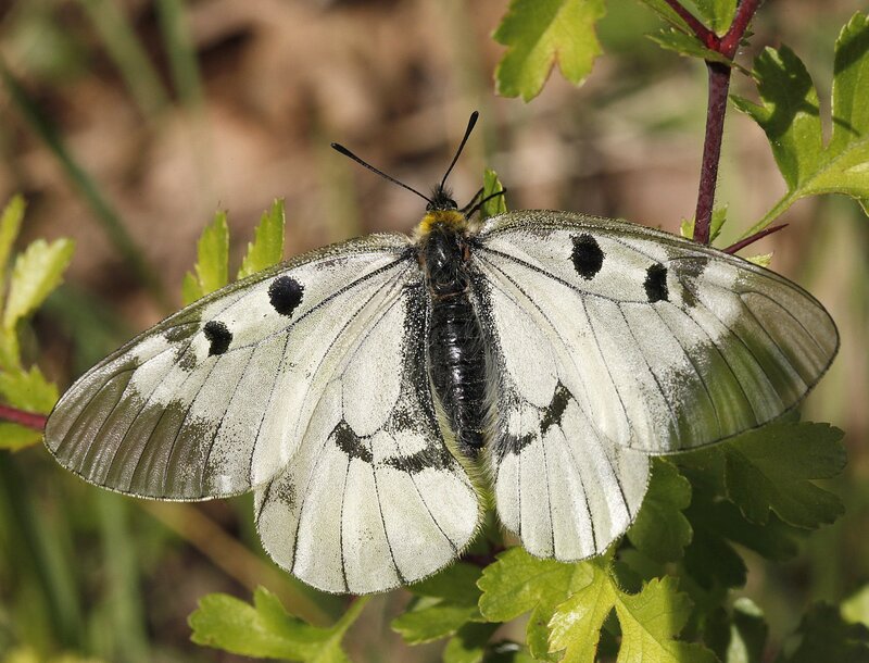 White Butterfly on Leaf — Calm, Afternoon