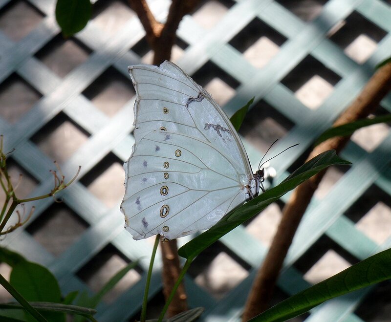 White Butterfly on Leaf — Calm