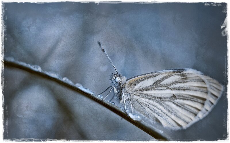 White Butterfly on Leaf — Gray