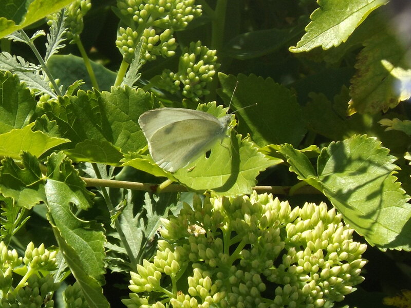 White Butterfly on Leaf — Green, Calm, Afternoon, Photograph, Flower Buds