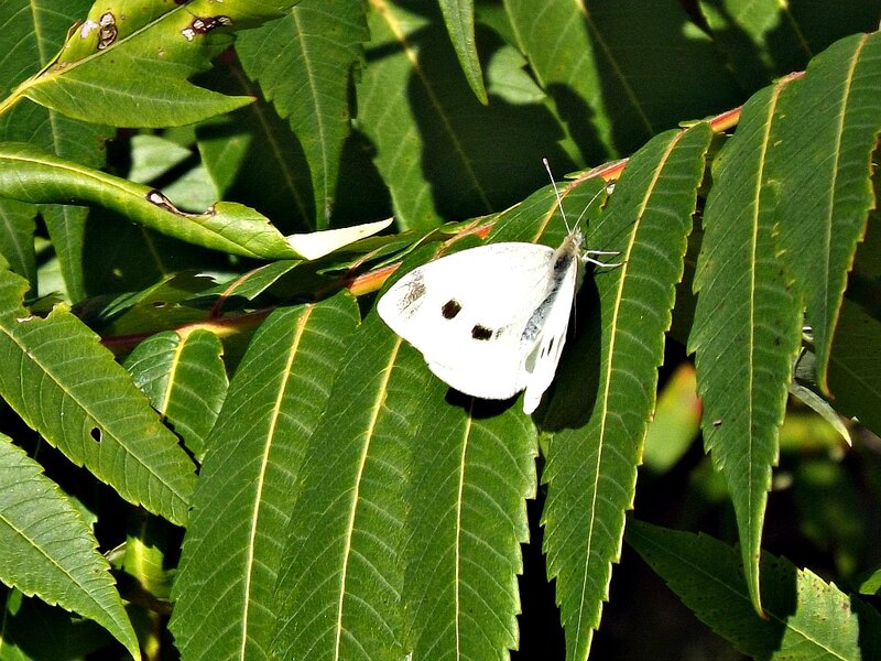 White Butterfly on Leaf — Green, Calm, Afternoon, Photograph, Plant