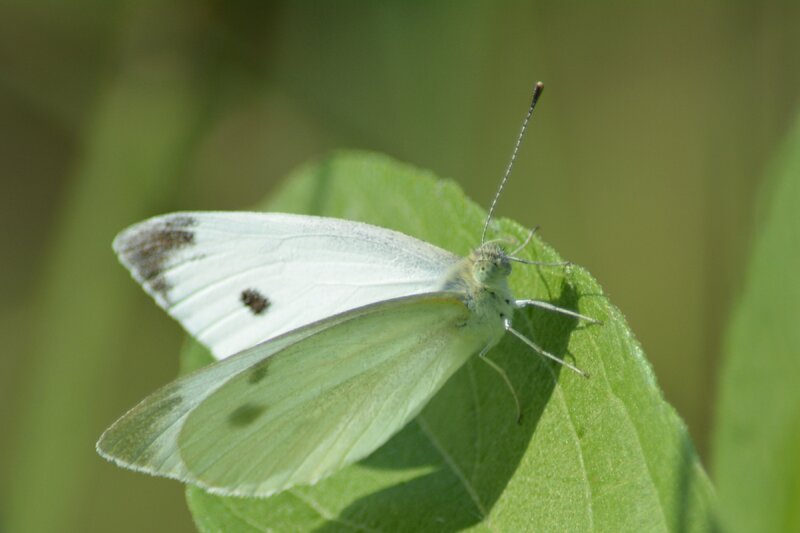 White Butterfly on Leaf — Green, Calm, Afternoon