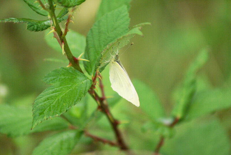 White Butterfly on Leaf — Green, Calm