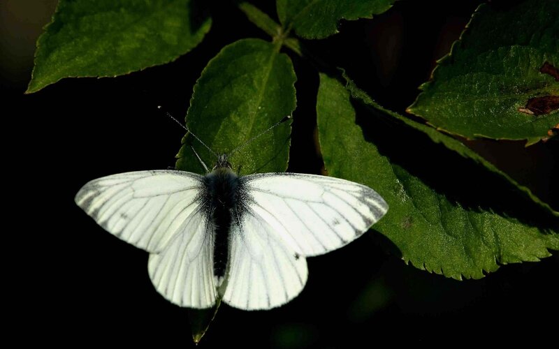White Butterfly on Leaf — Green, Dramatic