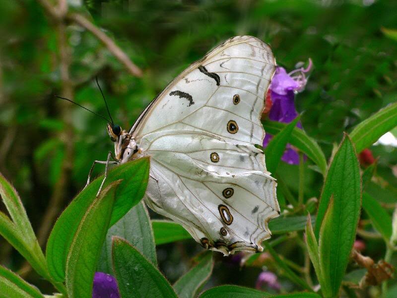 White Butterfly on Leaf — Green, Natural