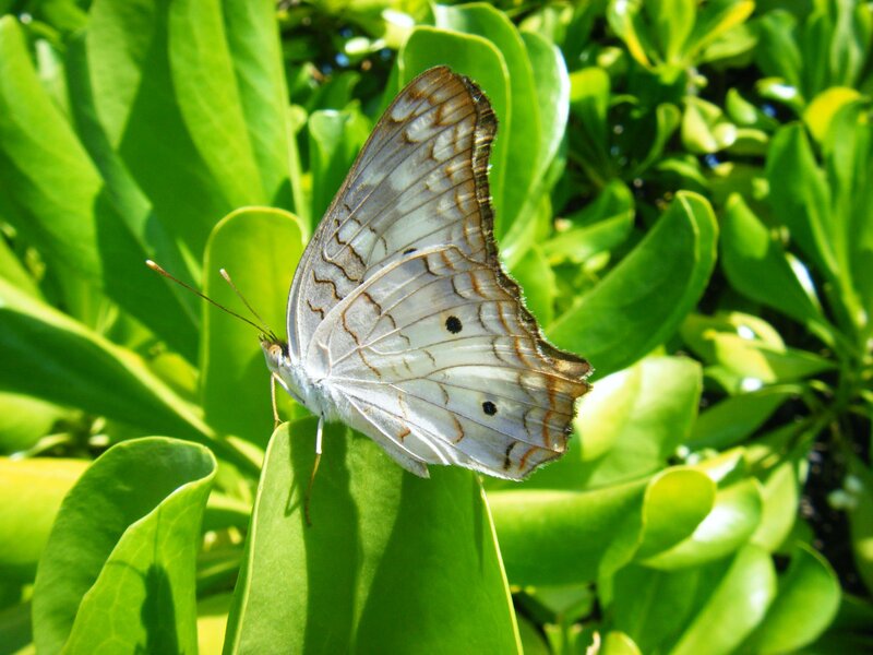 White Butterfly on Leaf — Green, Serene, Afternoon