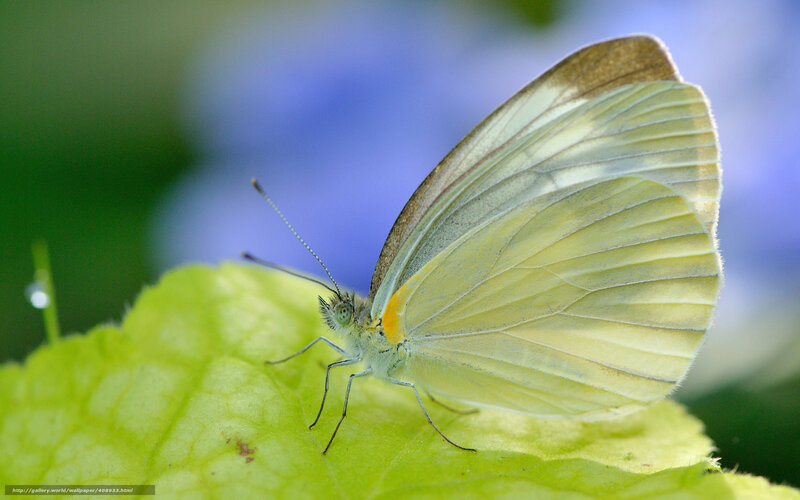 White Butterfly on Leaf — Green, Serene, Morning, Photograph, Background
