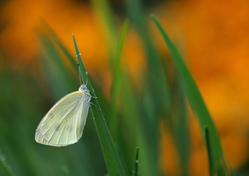 White Butterfly on Leaf — Green, Serene, Morning, Photograph, Grass