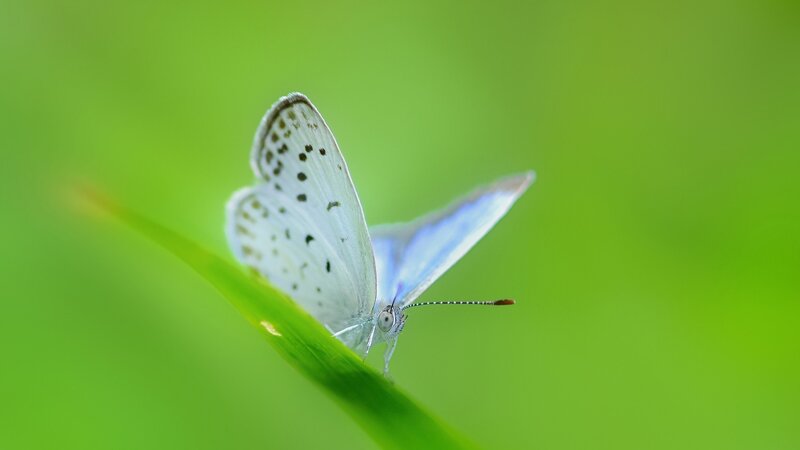 White Butterfly on Leaf — Green, Serene, Morning, Photograph, Green Background