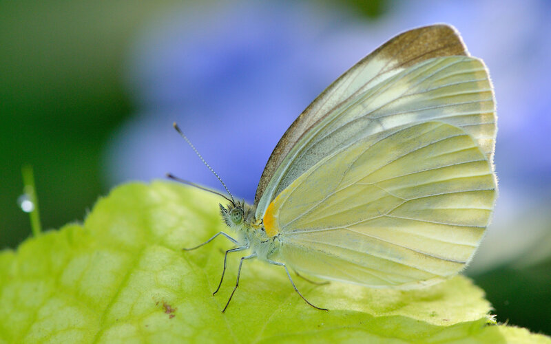 White Butterfly on Leaf — Green, Serene, Morning