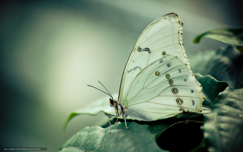 White Butterfly on Leaf — Green, Serene, Photograph