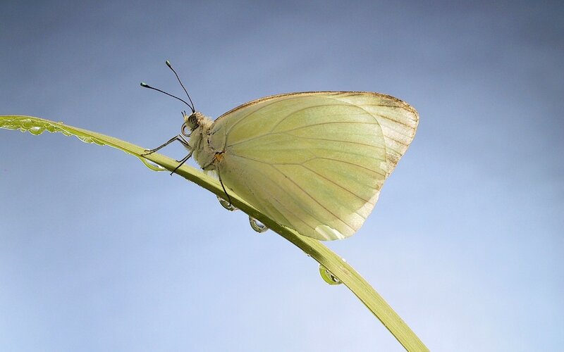 White Butterfly on Leaf — Green