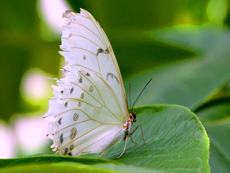 White Butterfly on Leaf — Serene