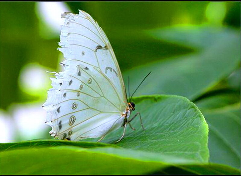 White Butterfly on Leaf