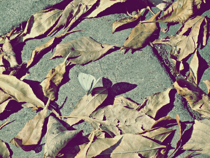 White Butterfly on Leaves — Brown