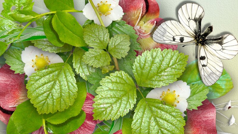 White Butterfly on Leaves