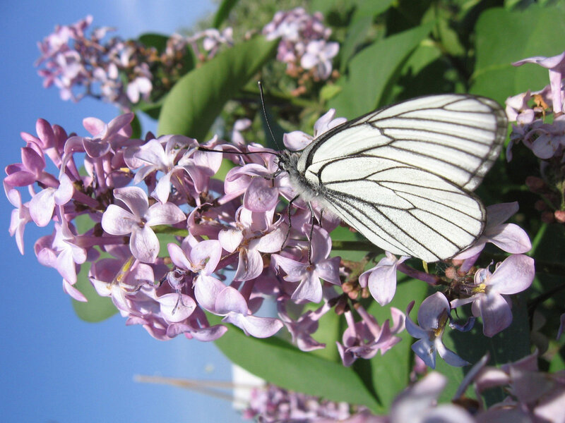 White Butterfly on Lilac — Purple