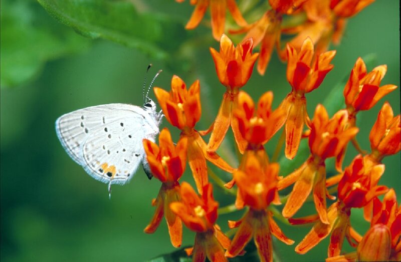 White Butterfly on Orange Flowers