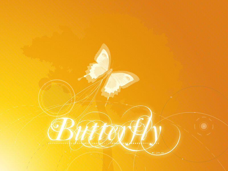 White Butterfly on Orange