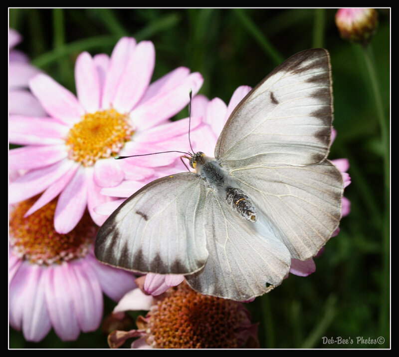 White Butterfly on Pink Flower — Calm, Afternoon