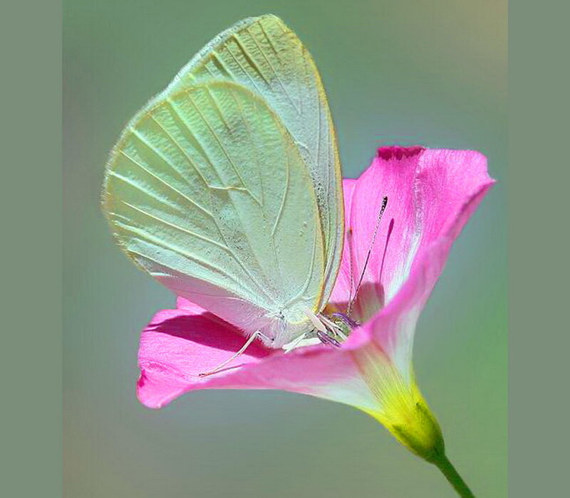 White Butterfly on Pink Flower — Serene