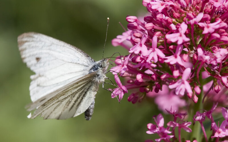 White butterfly on pink flower