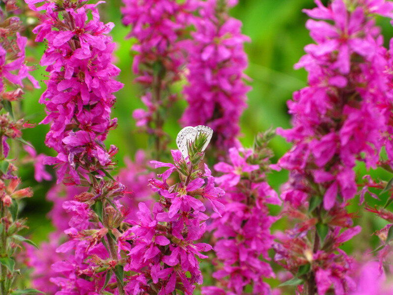 White Butterfly on Pink Flowers — Calm