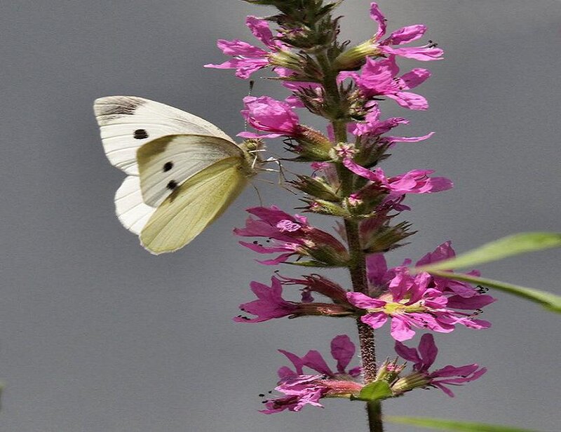 White butterfly on pink flowers