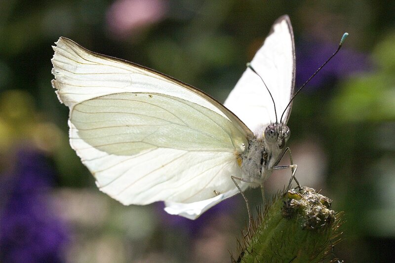 White Butterfly on Plant — Calm