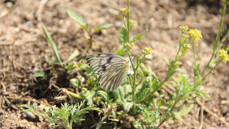White Butterfly on Plant — Green