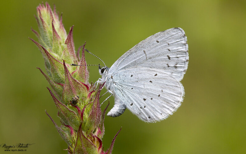White Butterfly on Plant