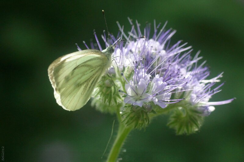 White butterfly on purple flower