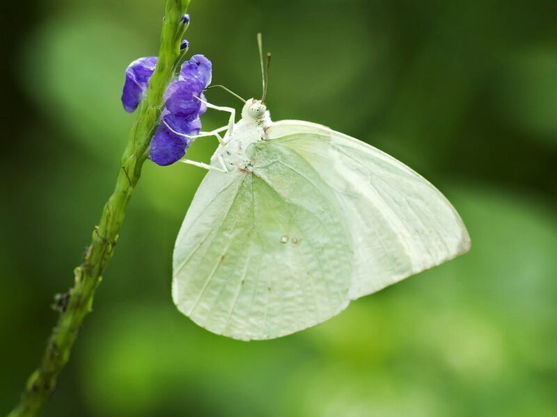 White butterfly on purple flower
