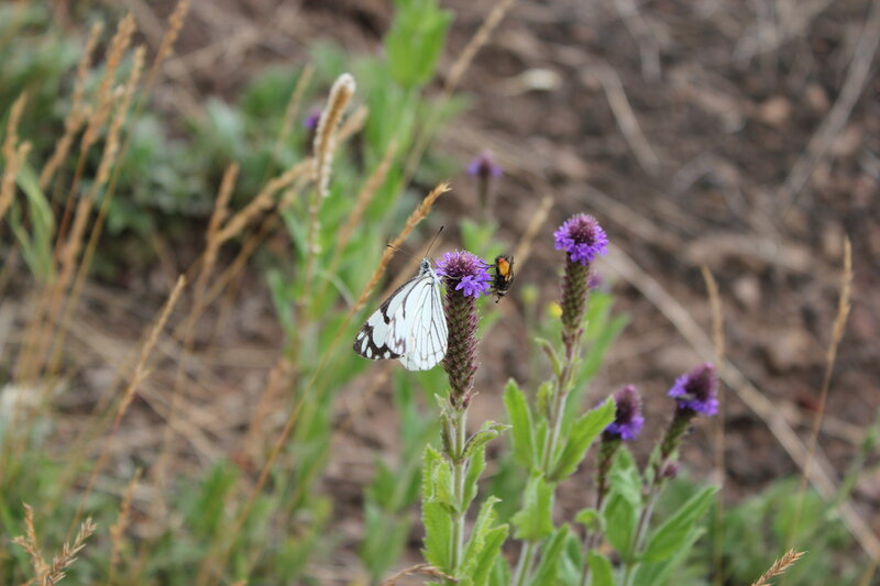 White Butterfly on Purple Flower — Calm, Afternoon, Photograph, Bee