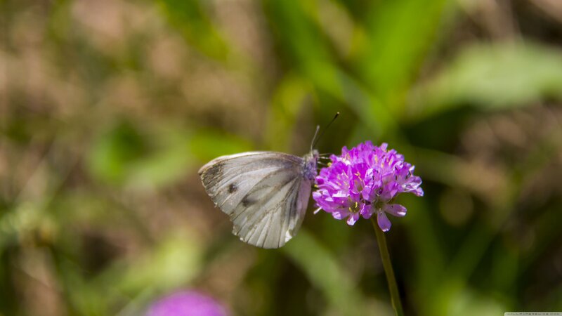 White Butterfly on Purple Flower — Calm, Afternoon, Photograph, Greenery