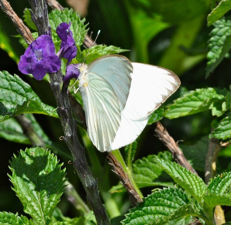 White Butterfly on Purple Flower — Calm, Afternoon, Photograph