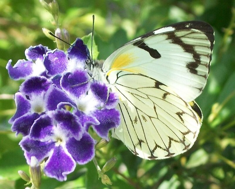 White Butterfly on Purple Flower — Calm, Afternoon